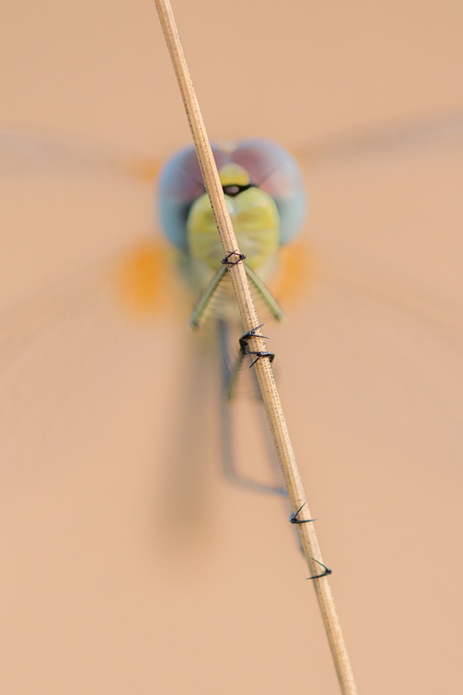 Zwervende heidelibel (Sympetrum foncolombii) close-up