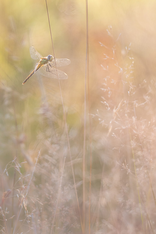 Zwervende heidelibel (Sympetrum foncolombii) in zijn grassige habitat