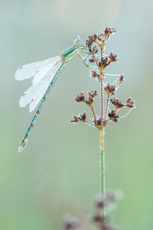 Bedauwd mannetje Zwervende pantserjuffer (Lestes barbarus) 