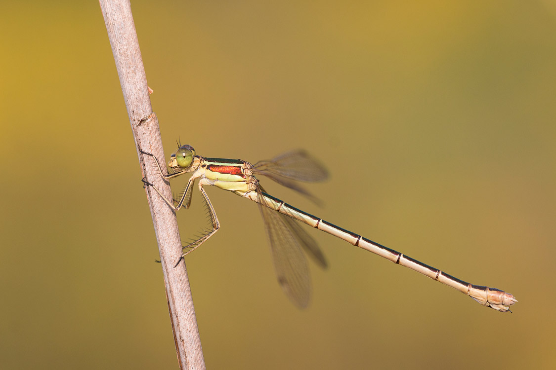 Vrouwtje Zwervende pantserjuffer (Lestes barbarus) 