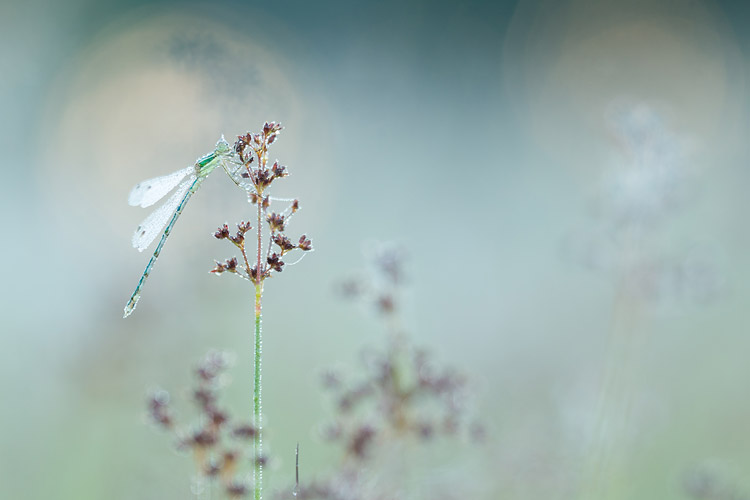 Mannetje Zwervende pantserjuffer (Lestes barbarus) 