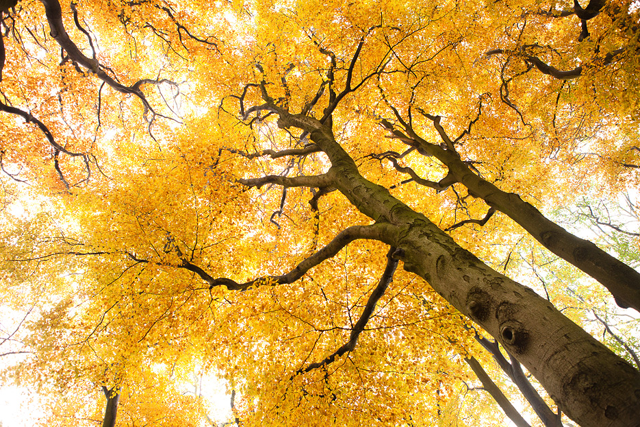 Beukenbos in de herfst