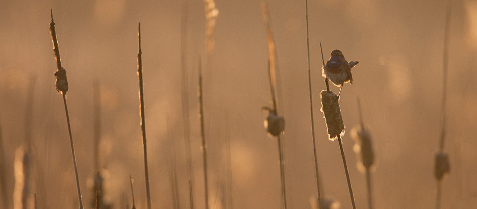 Blauwborst in zijn biotoop