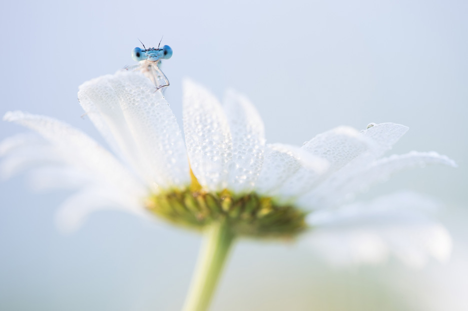 Blauwe breedscheenjuffer op margriet