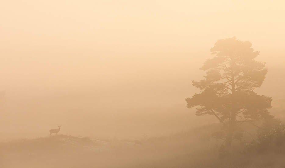 Edelhert in mistig landschap
