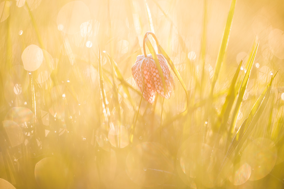 Kievietsbloem in spetterend ochtendlicht