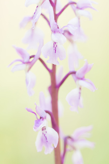 Licht exemplaar van de mannetjesorchis