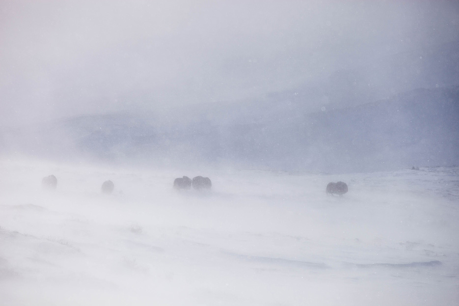 Muskusossen in een sneeuwstorm