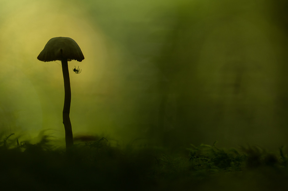 Spinnetje onder een paddenstoeltje in een donker bos