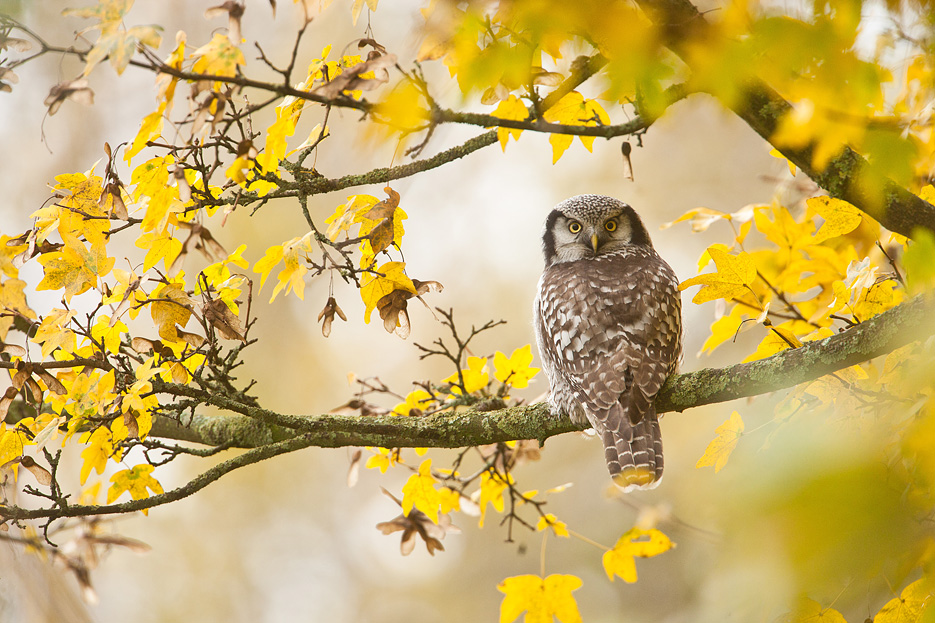 Sperweruil in Zwolle in herfstsetting