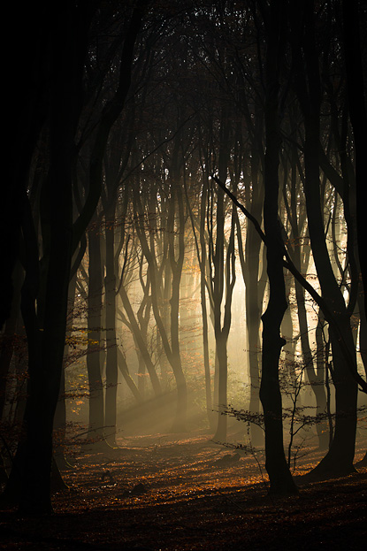 Mysterieus speulderbos met herfstlicht 