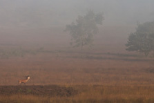 Edelhert in landschap