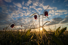 Kievitsbloemen in groothoek bij zonsopkomst