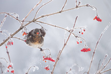 Kramsvogel in berijpte bessenstruik