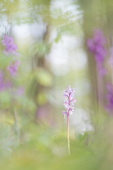 Mannetjeorchissen in het bos