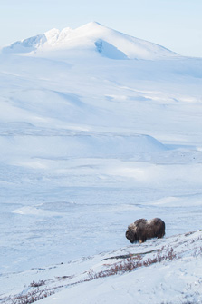 Muskusos voor een besneeuwde Snohetta