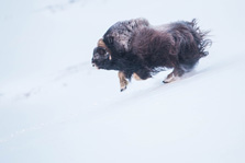 Muskusos stier sprint door de sneeuw