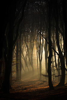 Mysterieus speulderbos met herfstlicht 