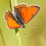 4 dagen vlinders fotograferen in de Eifel