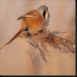 Baardmannetjes