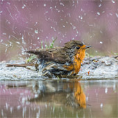 Badderend in paars