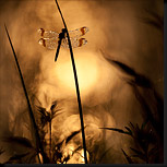 Bandheidelibel en gouden bokeh
