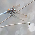 Beekoeverlibel en bokeh