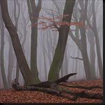 Beukenbos in de mist