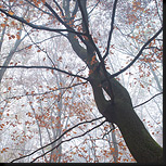 Beukenbos in de herfst