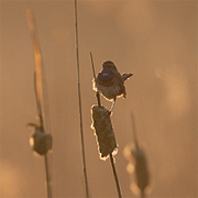 Blauwborst in tegenlicht