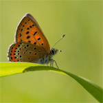 Vlinders fotograferen in de Eifel