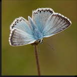 Uitstapje Eifel voor het bleek blauwtje