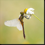 Bloedrode heidelibel