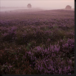 Bloeiende heide