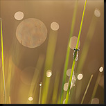 Bokeh bubbels!