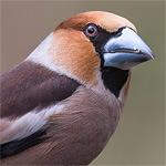 Appelvinken en meer bij vogel-boshut Hoenderloo