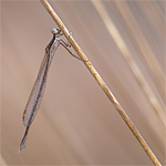 Bruine winterjuffers