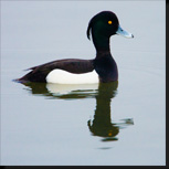 Een dagje Oostvaardersplassen