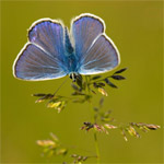 Derde plaats grasduinen foto van de maand