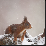 Eekhoorns in de sneeuw