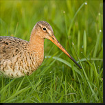 Grutto in het lange gras