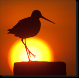 Grutto silhouet