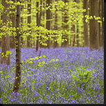 Een sprookjesbos van blauwpaars en diepgroen