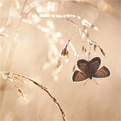 Categorie winnaar outdoor photographer of the year!