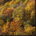 Herfst in de Belgische Ardennen