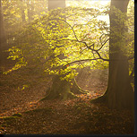 Herfstlandschappen