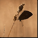 Icarusblauwtje in tegenlicht