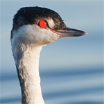 Kuifduiker, brilduiker en andere watervogels