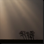Gezegende bomen