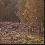 Ree in herfstsetting